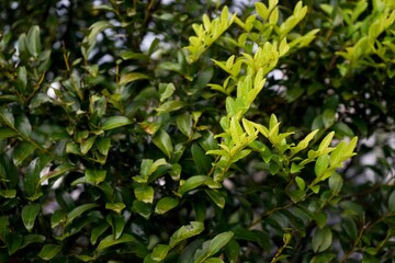 Selective focus on the young leaves on the branches of the