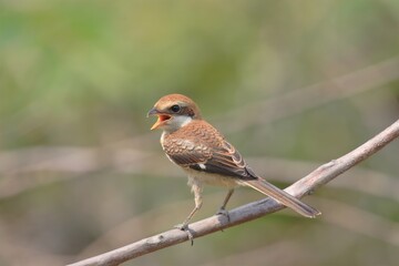 モズの幼鳥