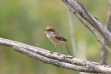 モズの幼鳥