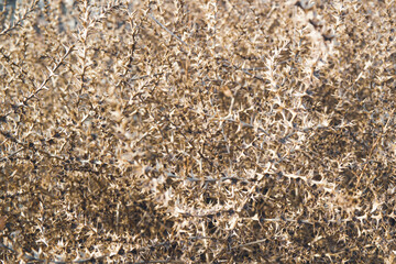Dry prickly wild grass background.