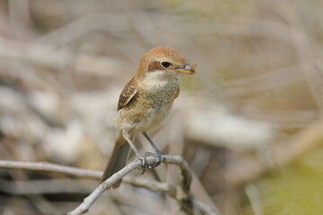 モズの幼鳥