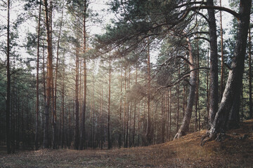 Forest edge evening dark pine forest.