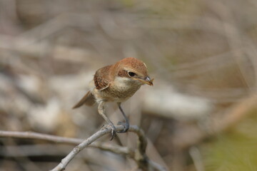 モズの幼鳥