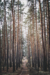 Fototapeta premium Mysterious evening landscape with tall slender pine trees and a dirt road.