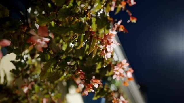 Closeup of the little peach-color flowers beautifully blooming near the building