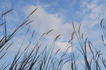 reed flower in the bright blue sky, Phragmites australis. bottom view