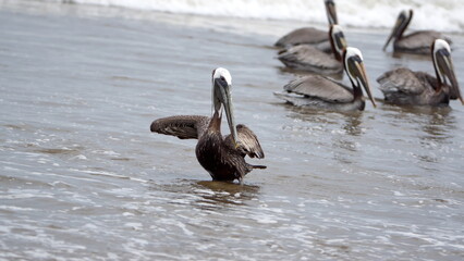 Brown pelican (Pelecanus occidentalis) wading in shallow water with its wings extended in Puerto Lopez, Ecuador