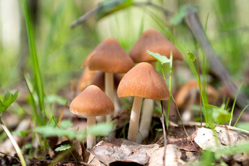 Cluster of tiny brown mushrooms growing among grass in spring forest