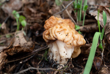Gyromirta gigas mushroom growing on ground in forest in spring