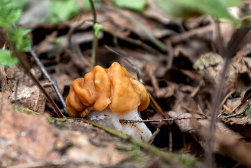 Gyromirta gigas mushroom growing through dry leaves on ground in forest in spring