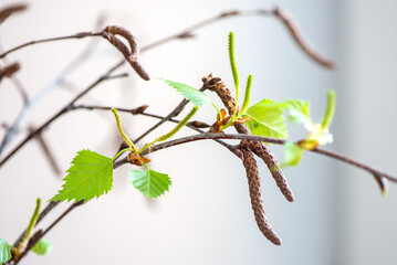 bunch of birch twigs with fresh green young leaves in spring