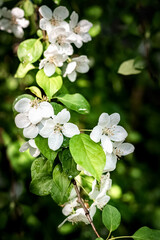 Apple tree branch blooming with white flowers in spring close up