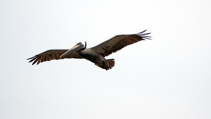Brown pelican (Pelecanus occidentalis) in flight, in Puerto Lopez, Ecuador