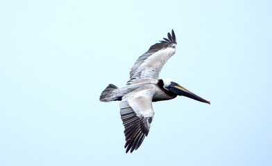 Brown pelican (Pelecanus occidentalis) in flight, in Puerto Lopez, Ecuador