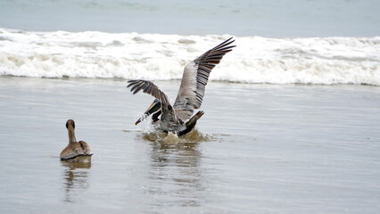 Brown pelican (Pelecanus occidentalis) swimming near the beach with its wings extended in Puerto Lopez, Ecuador