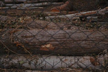Obraz na płótnie Canvas Cut firewood in farm close-up low light