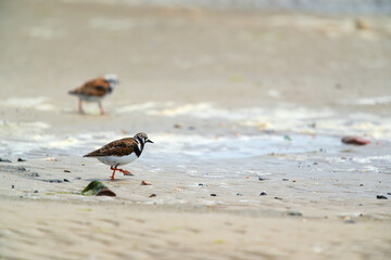 Little stints and sandpipers