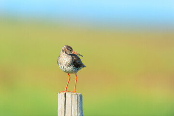 Common Redshank on pole