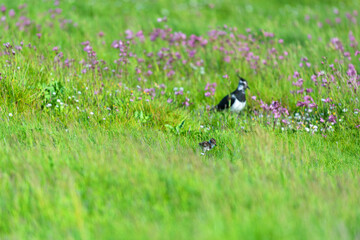 Lapwing with baby bird