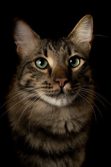Fototapeta na wymiar Portrait of a cat with green eyes, black background