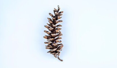 dry Himalayan pine cone on a white background,