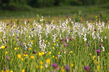 Wild flowers meadow on a mountain pasture in spring season.