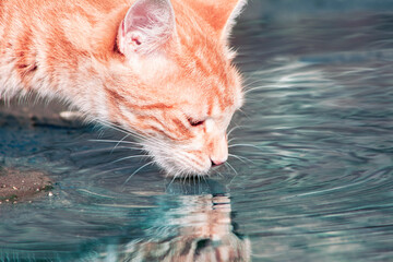 cat drinking river water © david