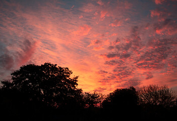 sunset sky with reddish clouds in the forest