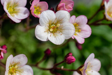 Close-up on Saxifrage flowers growing in Ushuaia Argentina. With black background.