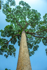 Close-up view of the old and big tree, from down to the treetop with green leaves. Blue sky is...
