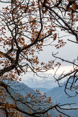 tree in autumn mountains