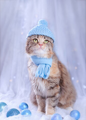 Cute Cat in a blue hat and scarf on a blue background. Christmas card. New Year concept. Cat with green eyes. Kitten ready for cold winter. Lovely Kitten dressed in a knitted hat. Merry Christmas.