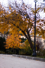 Autumn tree in the park. Golden foliage.