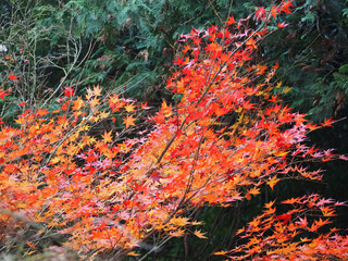 red autumn leaves