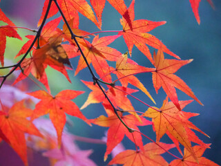 red autumn leaves