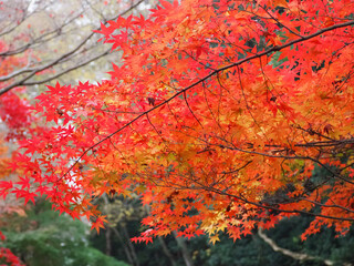 red autumn leaves