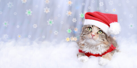 Kitten rests on white cloud. Cat in Santa costume. Winter. Cat looks at the camera. Kitten on a white background and flowers. Happy New Year. Merry Christmas. New year web banner with copy space.