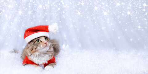 Cat on the white background. Beautiful holiday web banner with copy space. Portrait of a Kitten. Merry Christmas. Happy New Year. Cat in Santa costume. Snow falls. Christmas Cat card. 2023. Winter 