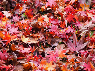 autumn leaves background