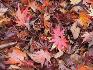 autumn leaves background