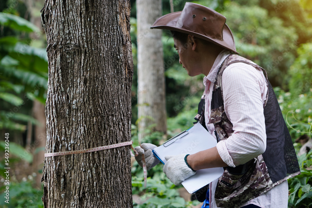 Wall mural asian male botanist is measuring trunk of tree to analysis and research about growth of tree. concep