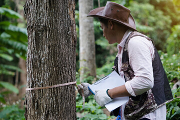 Asian male botanist is measuring trunk of tree to analysis and research about growth of tree. Concept, forest valuation. Conservation of environment. - obrazy, fototapety, plakaty