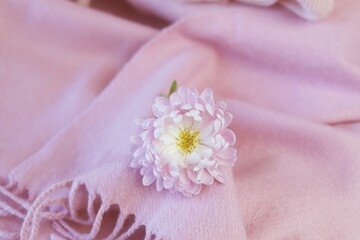 Cashmere texture, natural wool, pink cashmere clothes folded on the table, fabric background, top view, concept of warmth and winter comfort