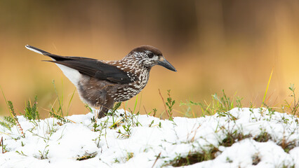 Spotted nutcracker, nucifraga caryocatactes, looking for food on gorund in winter. Brown bird...