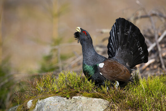 Western capercaillie, tetrao urogallus, lekking in forest in autumn nature. Wild grouse courting in woodland in fall. Black bird sitting on green moss.