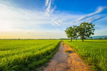 Fototapeta na wymiar Dirt road and green rice field in tha farmland before sunset, beautiful countryside in Thailand