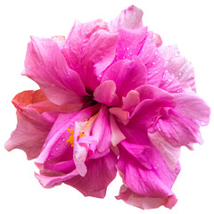 Naklejka premium Fleur d’hibiscus sur fond blanc 