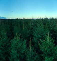 draufsicht dichter tannenwald, grüne nadelbäume, evergreen pine wood, drohne shot, high resolution, aerial view, panorama
