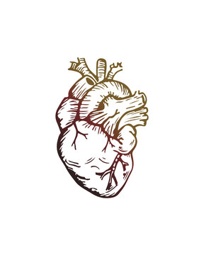 Human heart hand drawn vector illustration 