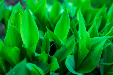 Obraz premium green grass leaves with raindrops on the grass. shallow depth of field on leaves